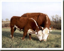 Cow and Calf